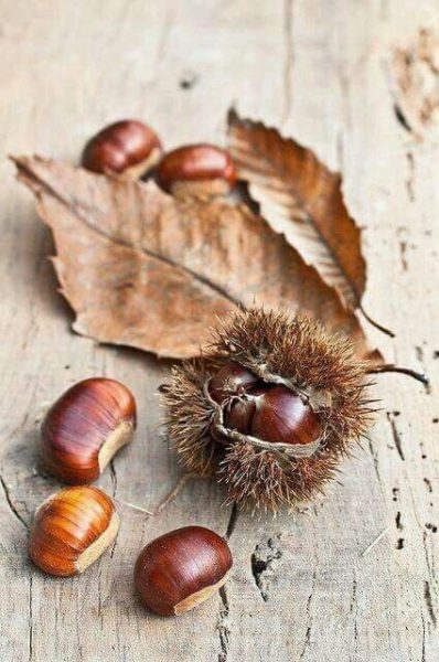 香りで整う秋のココロとからだ・嗅覚反応分析体験会